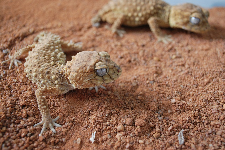 Centralian Knob-Tailed Gecko