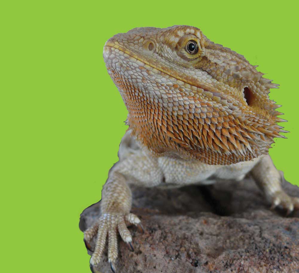 Bearded Dragons