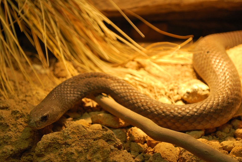 Eastern Brown Snake