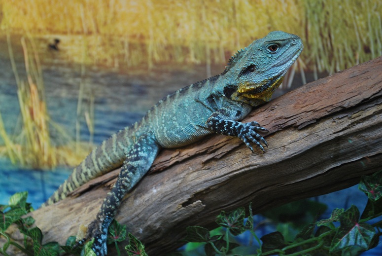 Eastern Water Dragon