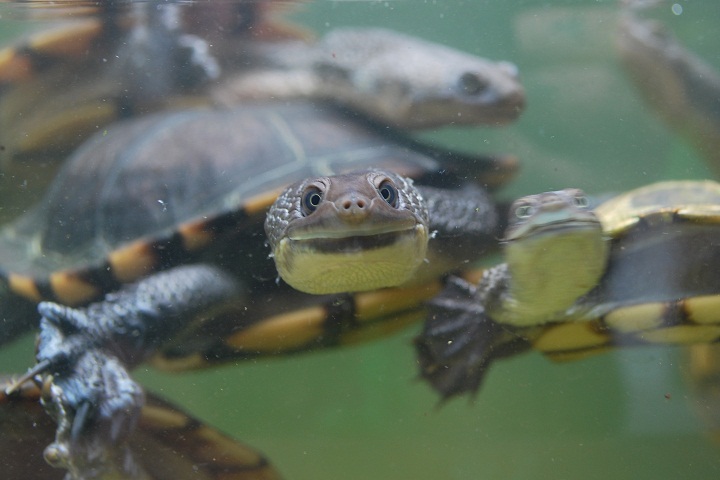 Eastern Long-Necked Turtle