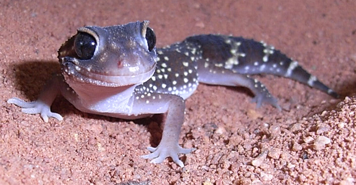 Thick-Tailed Gecko